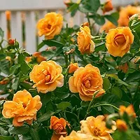 Yellow rose flower plant ( pack of 1)-thumb1