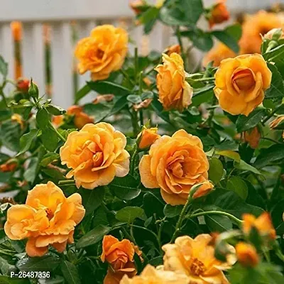 Yellow rose flower plant ( pack of 1)-thumb2