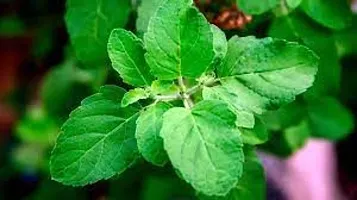 Tulsi plant ( pack of 1)-thumb2