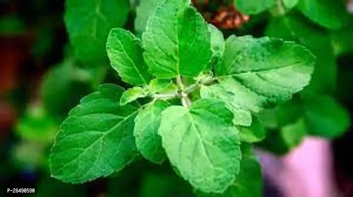Tulsi plant ( pack of 1)-thumb3