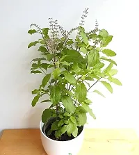 Tulsi plant ( pack of 1)-thumb1