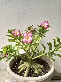 Adenium plant ( pack of 1)-thumb1