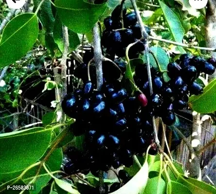 Jamun fruit plant ( pack of 1)-thumb0