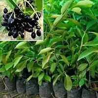 Jamun fruit plant ( pack of 1)-thumb1