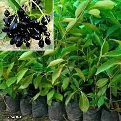 Jamun fruit plant ( pack of 1)-thumb2