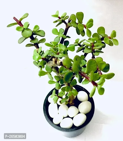 Jade plant ( pack of 1)
