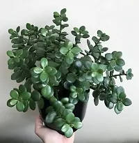 Jade plant ( pack of 1)-thumb2