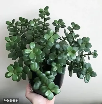 Jade plant ( pack of 1)-thumb3