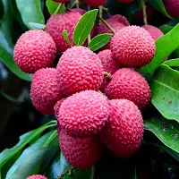 Litchi fruit plant ( pack of 1)-thumb1