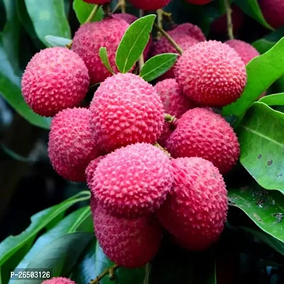 Litchi fruit plant ( pack of 1)-thumb2