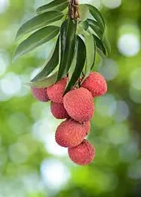 Litchi fruit plant ( pack of 1)-thumb2