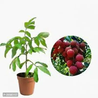 Lichu fruit plant ( pack of 1)-thumb0