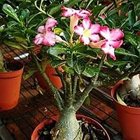 Adenium plant ( pack of 1)-thumb1