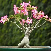 Adenium plant ( pack of 1)-thumb2