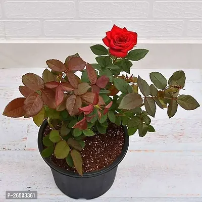 Red rose flower plant ( pack of 1)-thumb0