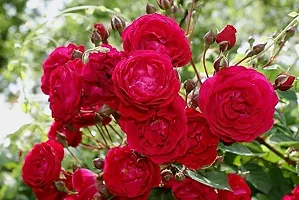 Red rose flower plant ( pack of 1)-thumb1