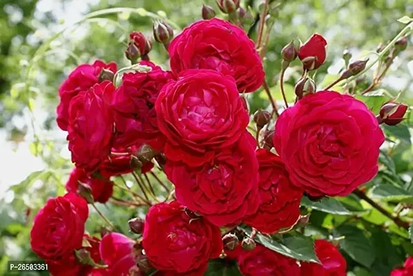 Red rose flower plant ( pack of 1)-thumb2