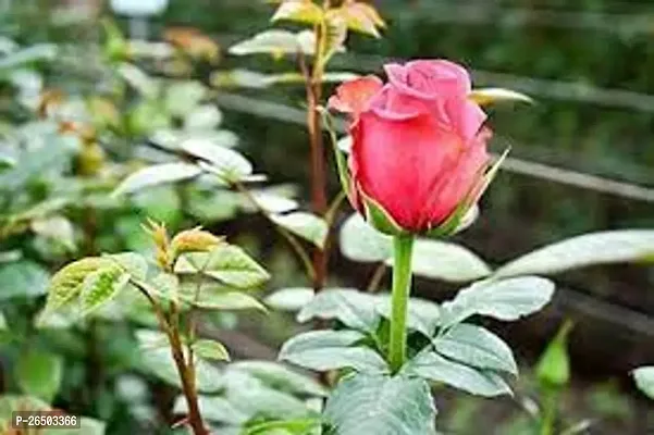 Pink rose flower plant ( pack of 1)