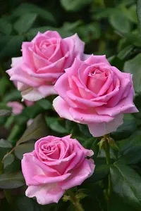 Pink rose flower plant ( pack of 1)-thumb2