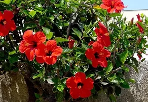 All season joba flower plant ( pack of 1)-thumb2
