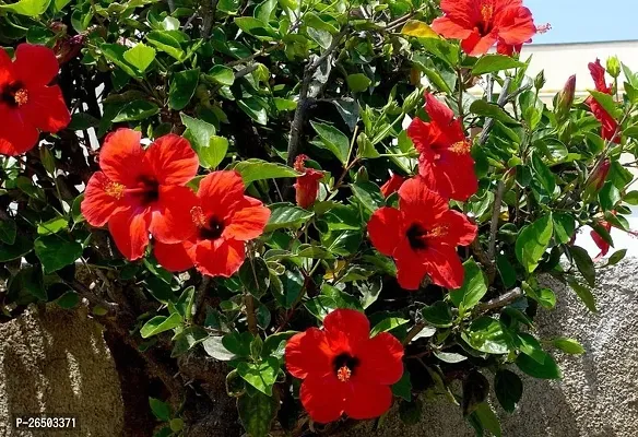 All season joba flower plant ( pack of 1)-thumb3