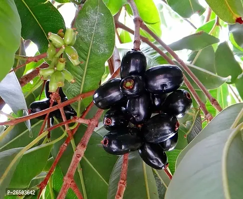 Black jamun fruit plant ( pack of 1)-thumb0