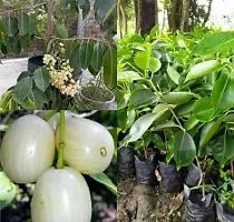 Black jamun fruit plant ( pack of 1)-thumb2