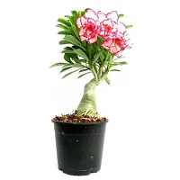 Adenium plant   (combo pack 2)-thumb2