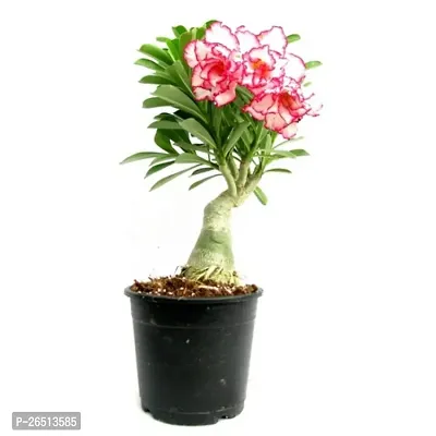 Adenium plant   (combo pack 2)-thumb3