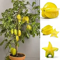 All season start fruit plant ( pack of 1)-thumb1