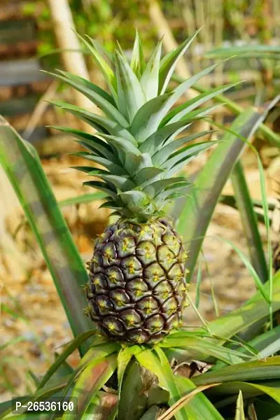 All season pineapple fruit plant ( pack of 1)-thumb0