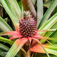 All season pineapple fruit plant ( pack of 1)-thumb1