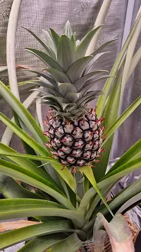 All season pineapple fruit plant ( pack of 1)-thumb2