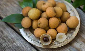 Longan fruit plant ( pack of 1)-thumb1