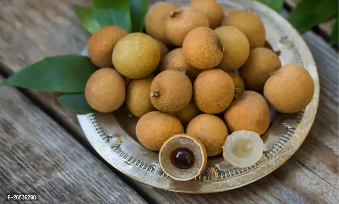 Longan fruit plant ( pack of 1)-thumb2