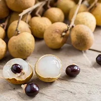 Longan fruit plant ( pack of 1)-thumb2