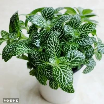 Silver nerve plant ( pack of 1)