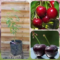 Cherry plant ( pack of 1)-thumb1