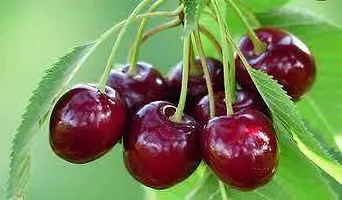 Cherry plant ( pack of 1)-thumb2