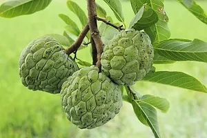 Custard apple plant ( pack of 1)-thumb2