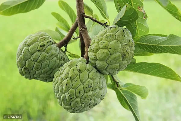 Custard apple plant ( pack of 1)-thumb3