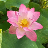 Lotus plant ( pack of 1)-thumb1