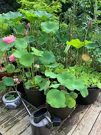 Lotus plant ( pack of 1)-thumb2