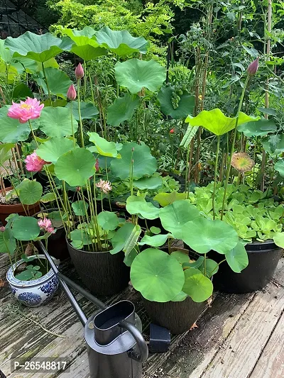 Lotus plant ( pack of 1)-thumb3