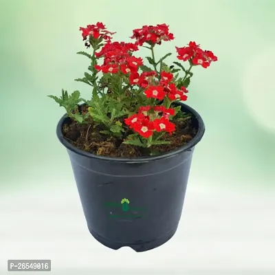 Red and white verbena plant ( pack of 1)-thumb0