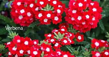 Red and white verbena plant ( pack of 1)-thumb1