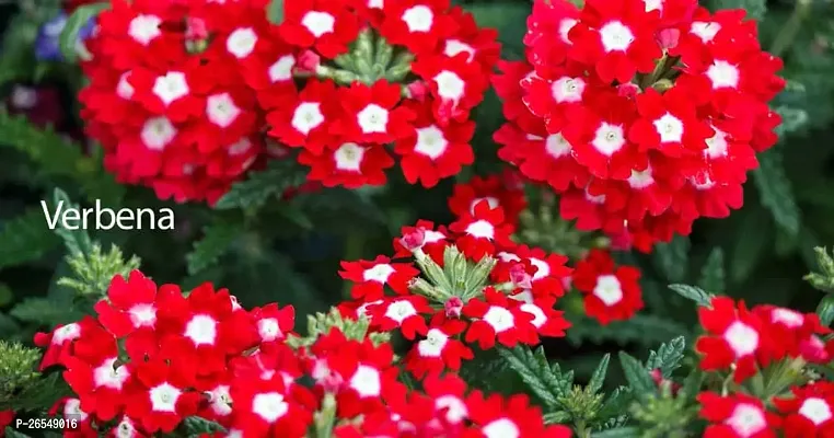 Red and white verbena plant ( pack of 1)-thumb2