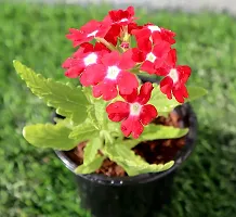 Red and white verbena plant ( pack of 1)-thumb2