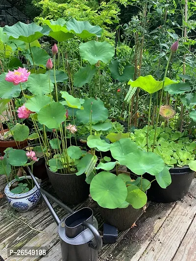 Lotus plant ( pack of 1)-thumb2