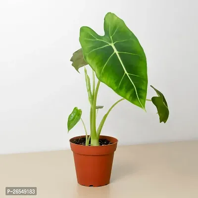 Alocasia plant ( pack of 1)